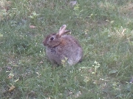 En kanin.
Bilden tagen: 2013-07-20
Publicerad: 2013-07-21