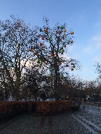Malm kommuns jultrd vid Gustav Adolfs Torg.
Bilden tagen: 2013-12-27
Publicerad: 2014-03-16
